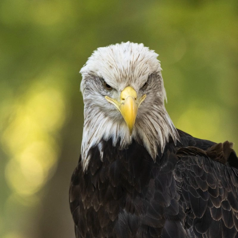 Bald eagle with piercing eyes against a blurred green background.