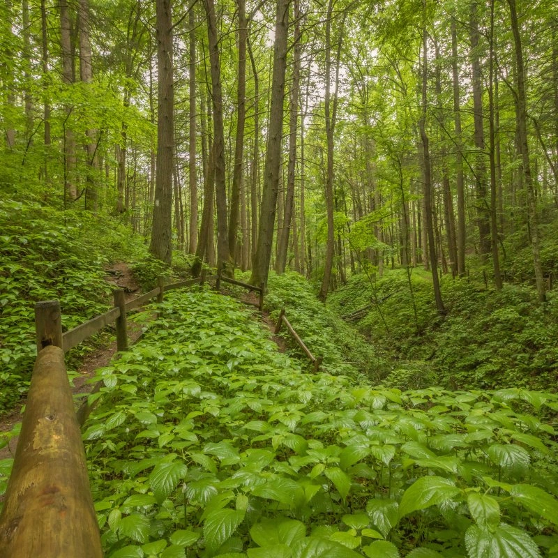 Forest trail at Roan Mountain surrounded by tall trees and a carpet of fallen leaves. 