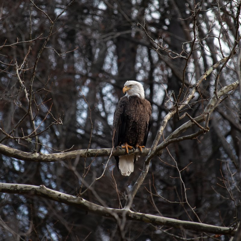 bald eagle resting on a branch in the treetops in the winter