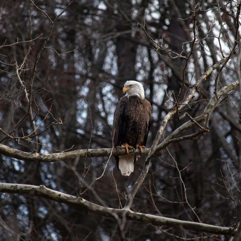 Bald eagle perched on a leafless tree branch in a forest.