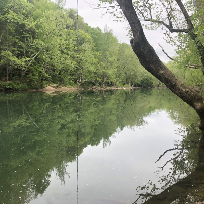 view of water with a tree line, the closest tree has a rope connected to it for people to use for swinging into the water