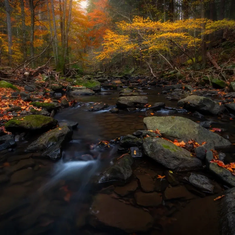 Autumn forest stream with colorful leaves and rocks.