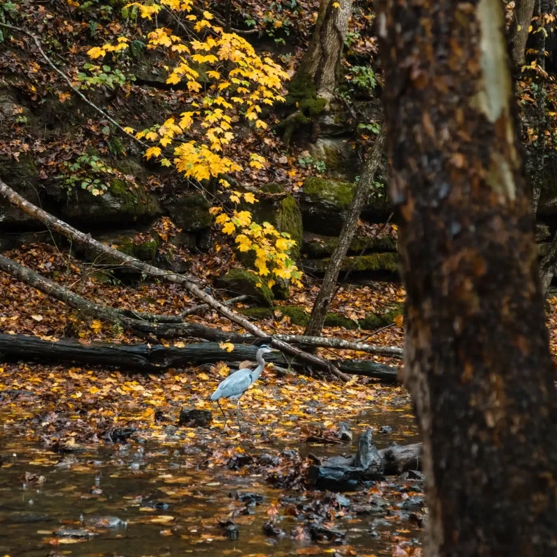 Heron wading in a forest stream with vibrant yellow leaves and fallen branches.