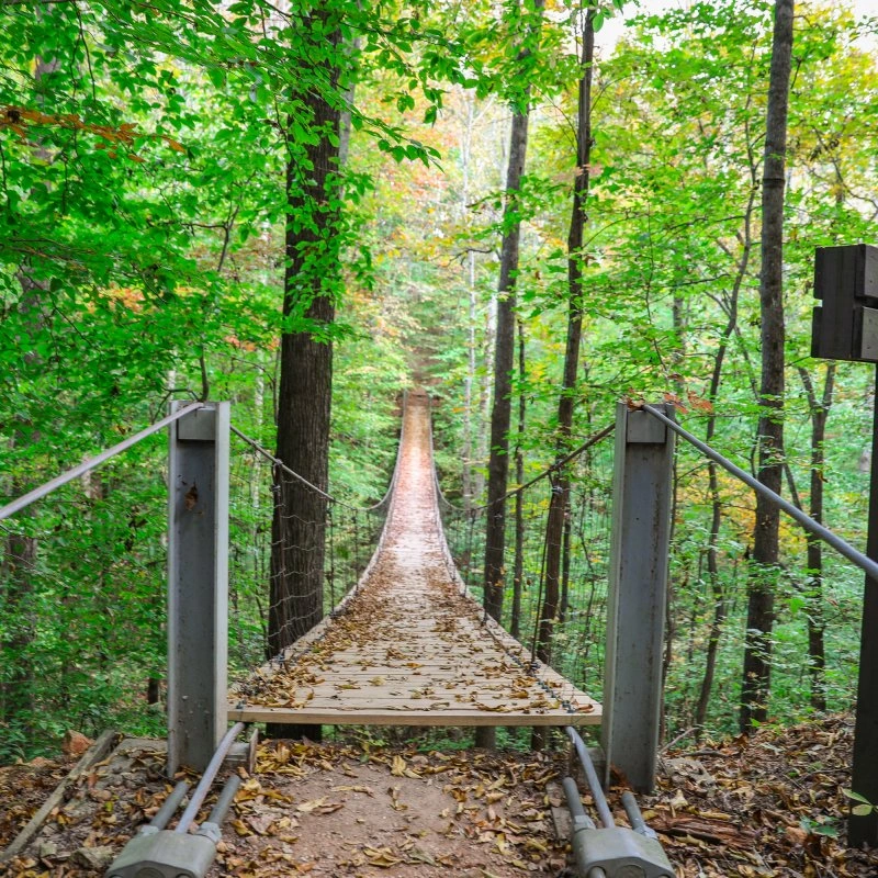 A narrow suspension bridge covered with fallen leaves stretches through a lush, vibrant green forest. A wooden sign stands to the right, adding to the serene atmosphere.