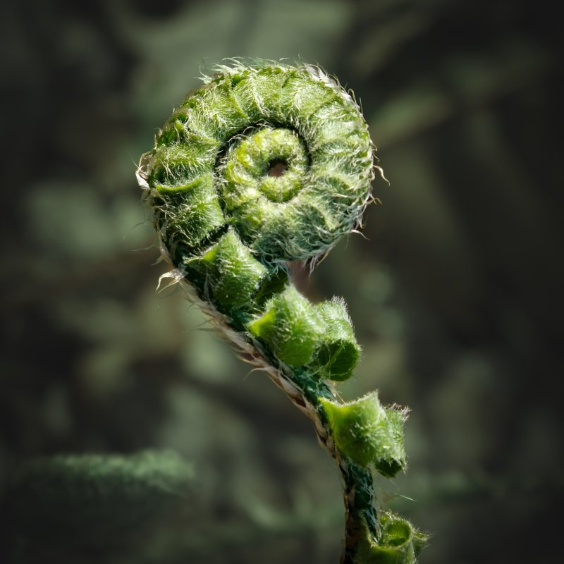 Close-up of a curled green fern unfurling against a dark, blurred background. The image conveys a sense of new growth and natural beauty.