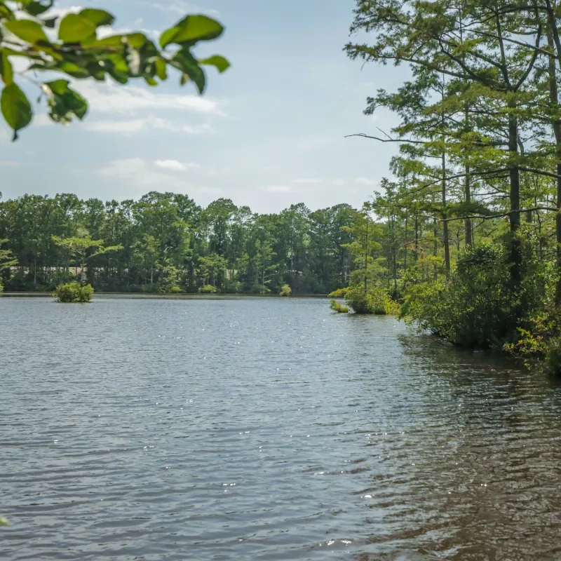 Lush green trees by a calm lakeside under a bright blue sky.