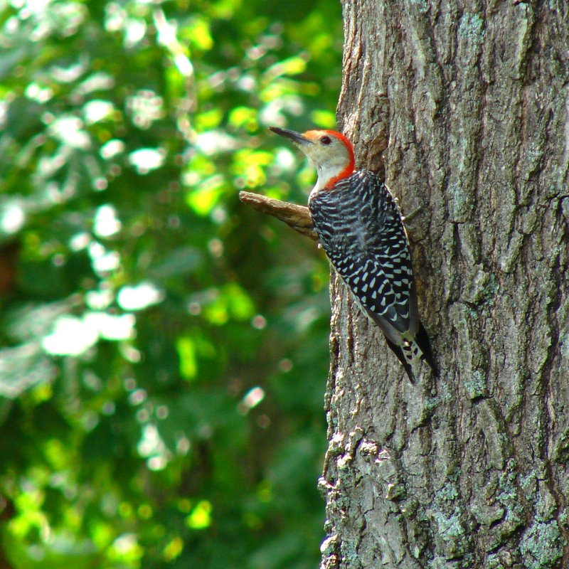 red-head woodpecker hanging from bark of a tree