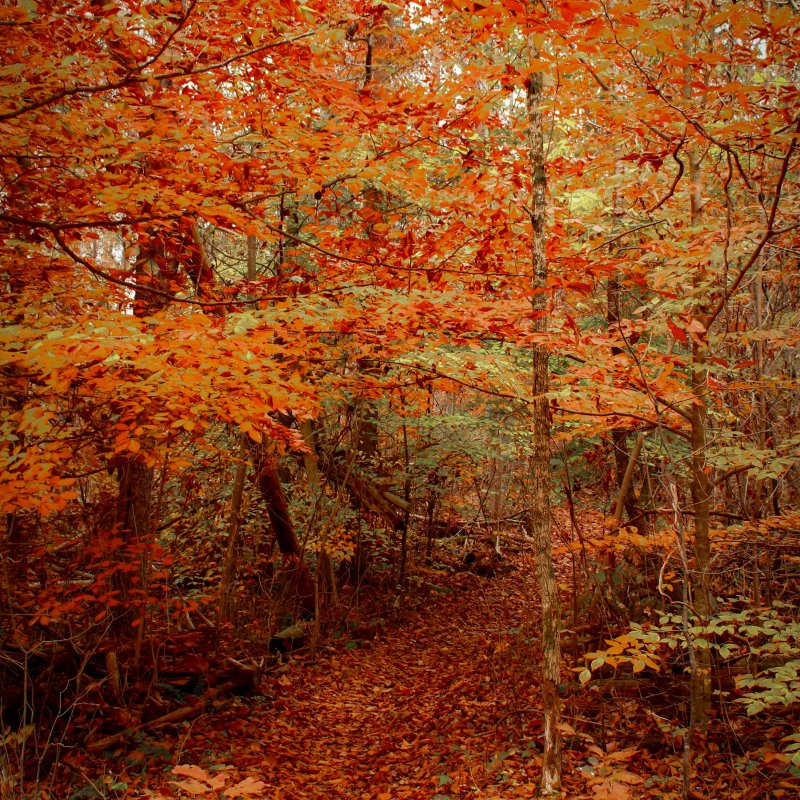 Autumn forest scene with vibrant orange leaves covering trees and path. The leafy ground and warm tones evoke a serene and cozy atmosphere.