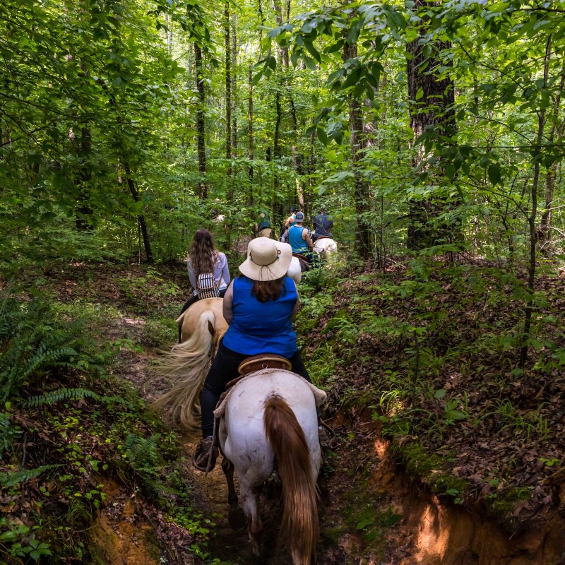 A group of horseback riders navigate a lush forest trail. The scene captures a sense of adventure and tranquility, surrounded by dense green foliage.