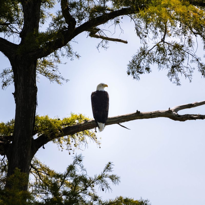 Bald eagle perched on a tree branch, silhouetted against a bright sky. The scene conveys a sense of freedom and majesty amidst lush green foliage.