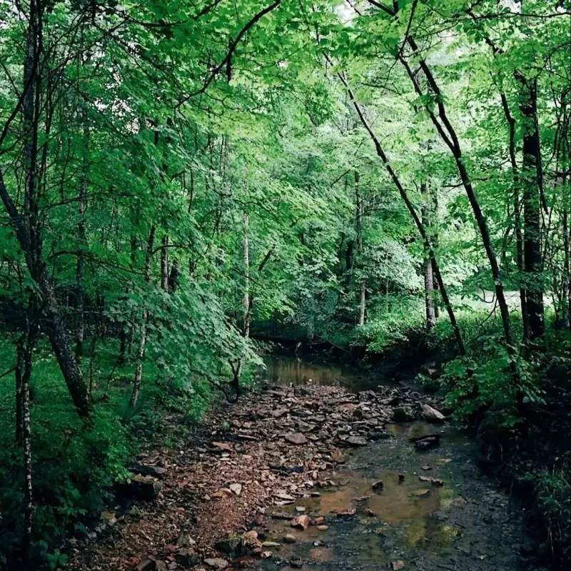 Forest stream with lush green trees and rocky banks.