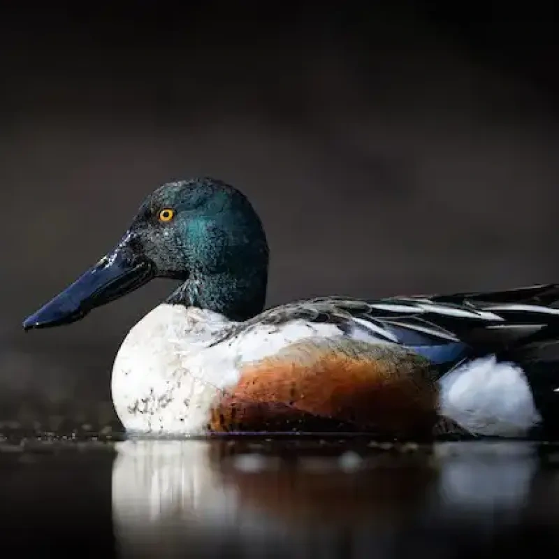 Northern shoveler duck with vibrant plumage on calm water.