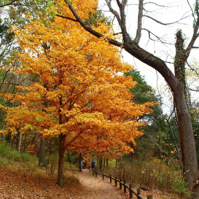 large orange leaved tree hanging over the multch path