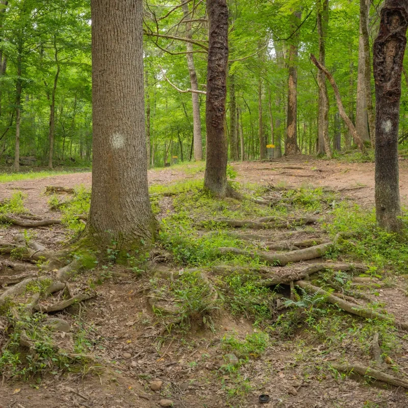 Forest trail with large trees and exposed roots.