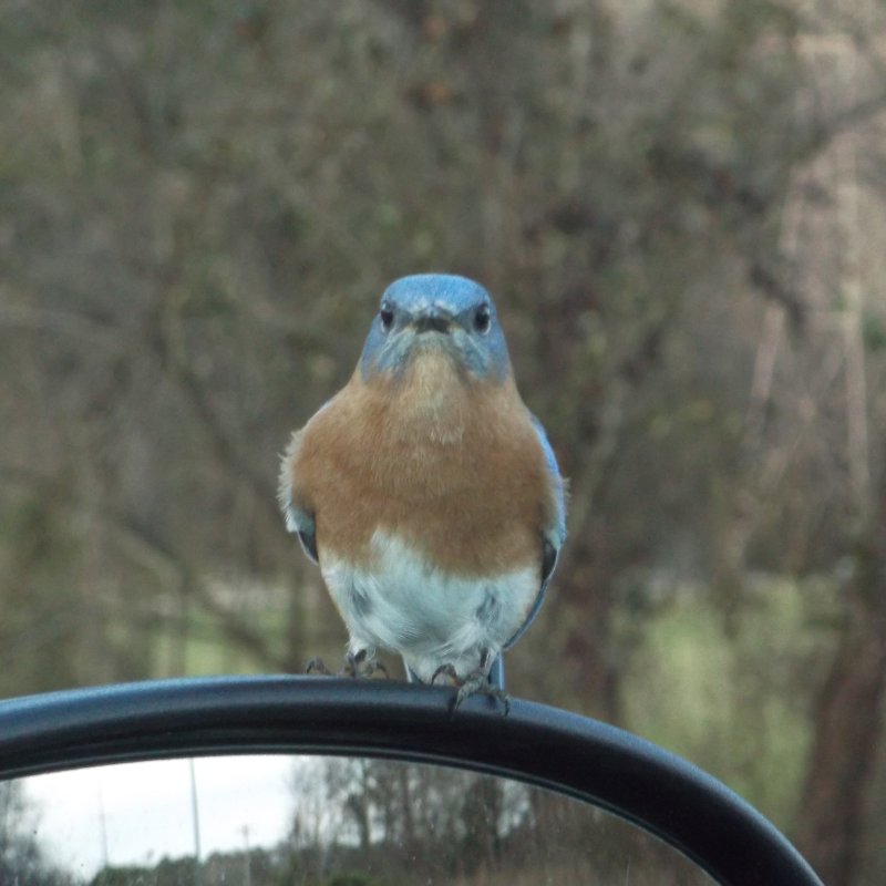 small blue bird sitting on car rear view mirror staring at camera
