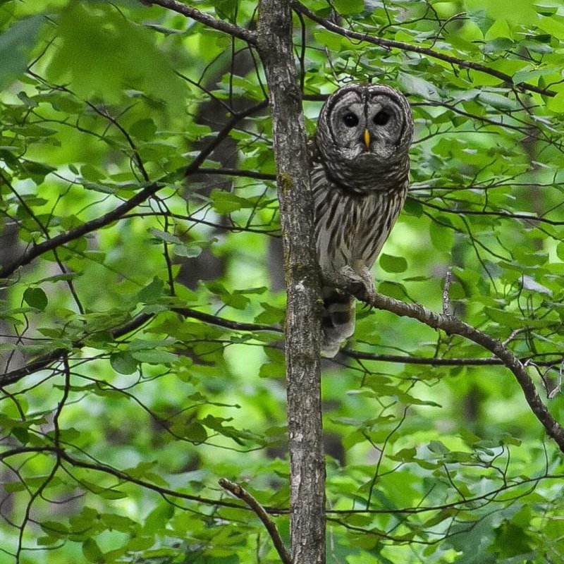 Barred owl perched on a branch in a dense green forest.