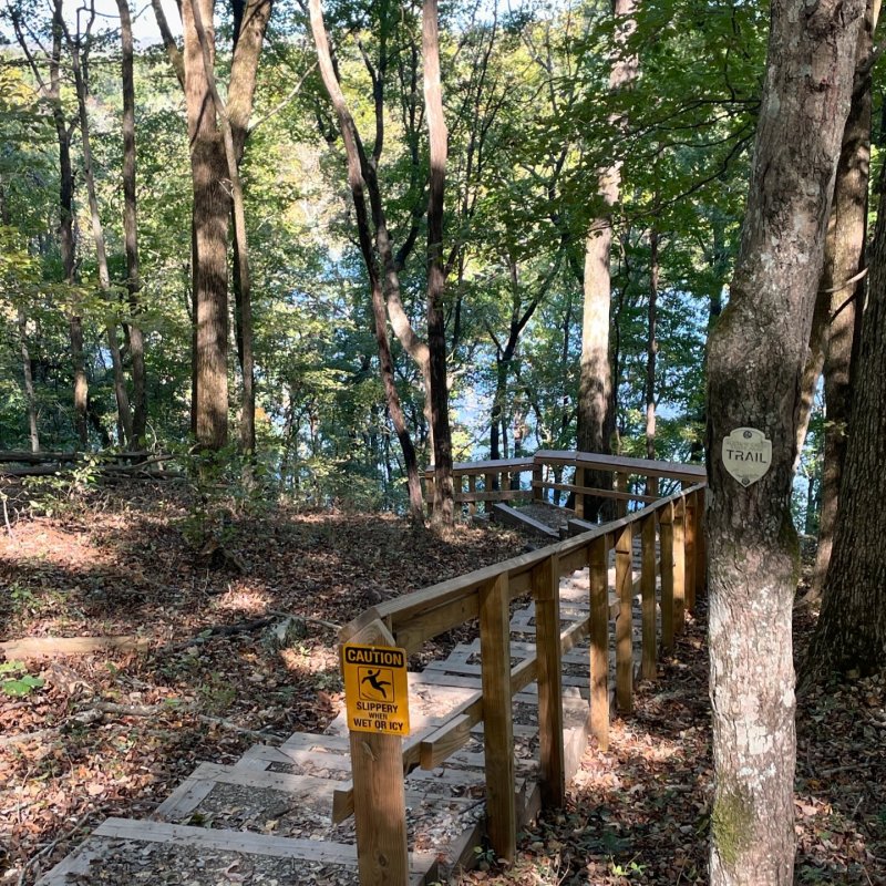 Wooden staircase descending through dense forest to a lake.