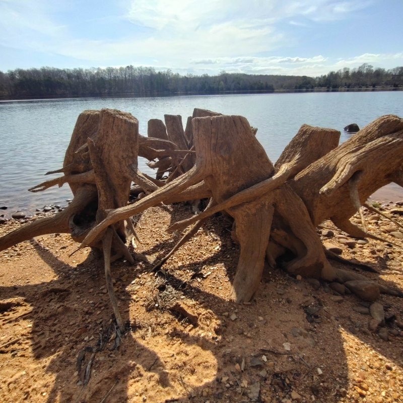 Large weathered tree stump on sandy shore with lake in the background.