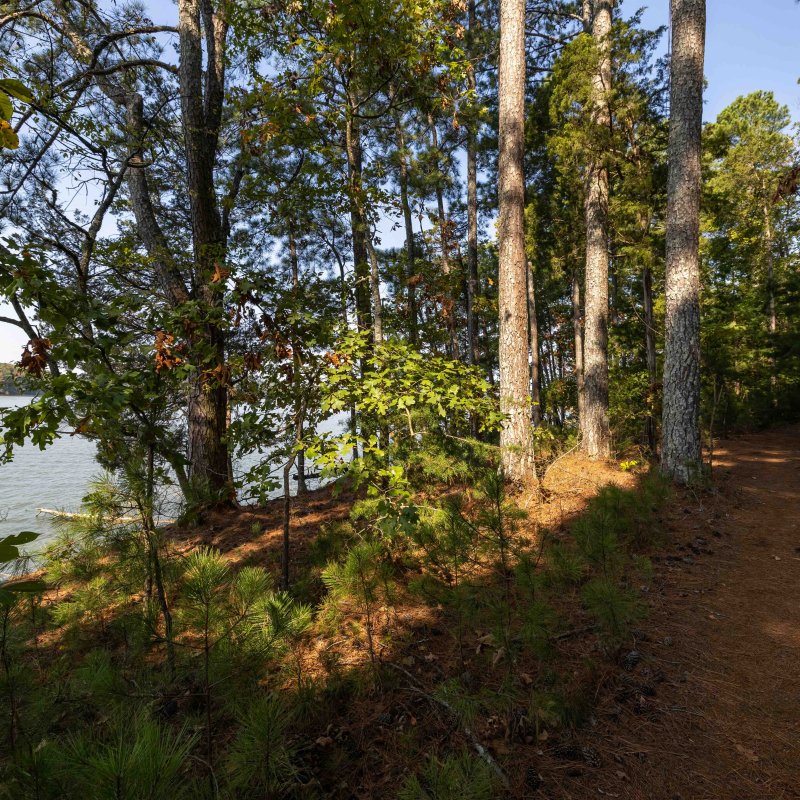 Trail through a forest by a lake, sunlit trees and shadows on path.
