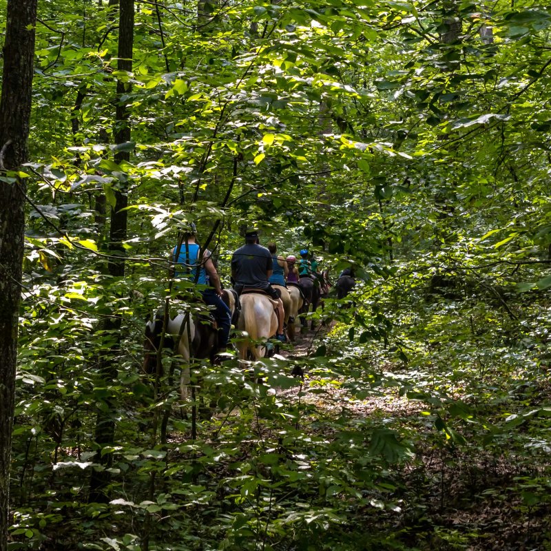 view behind trees and branches of a group riding horses on a trail.