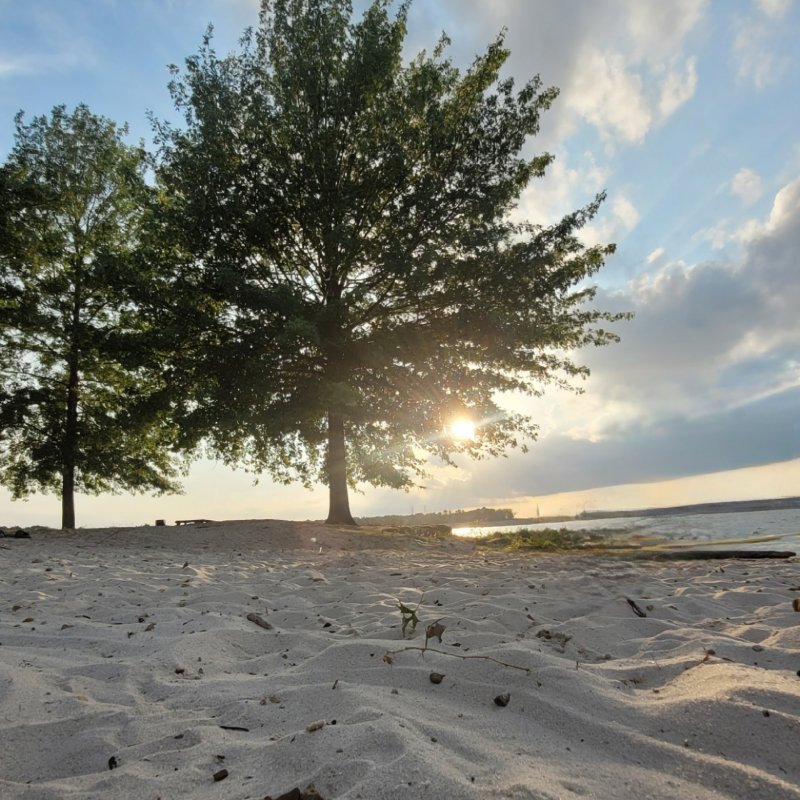 Sunset behind trees on a sandy beach with clear sky.