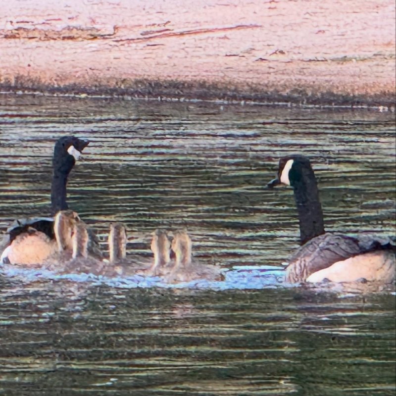 Two Canada geese with goslings swimming in a lake.