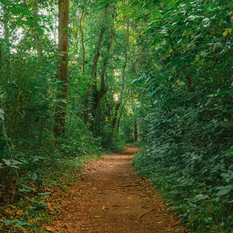 Dirt path leading through a lush, green forest.