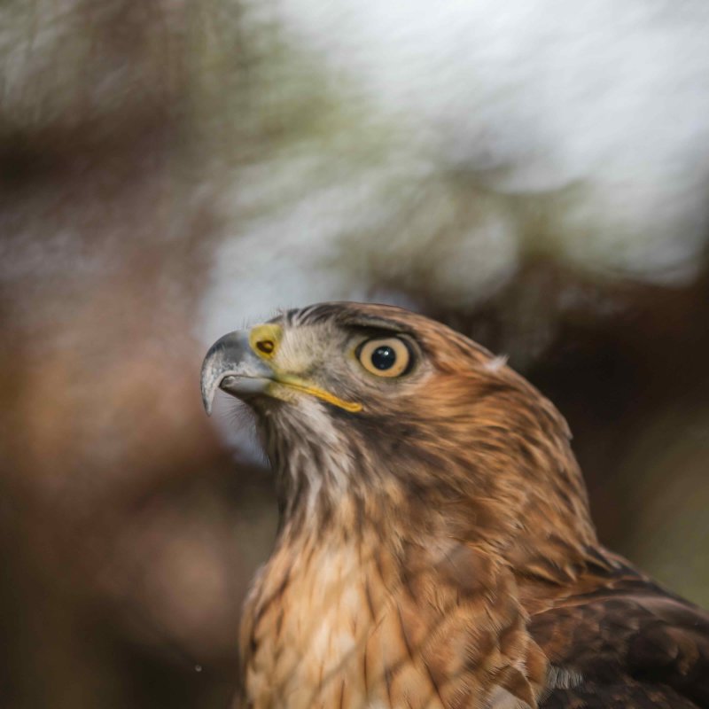 Close-up of a brown hawk gazing upward, blurred background.