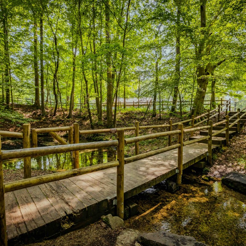 Wooden bridge winding through a lush, green forest.