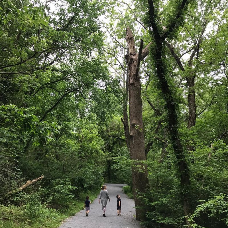 Three people walking on a forest path surrounded by lush green trees.