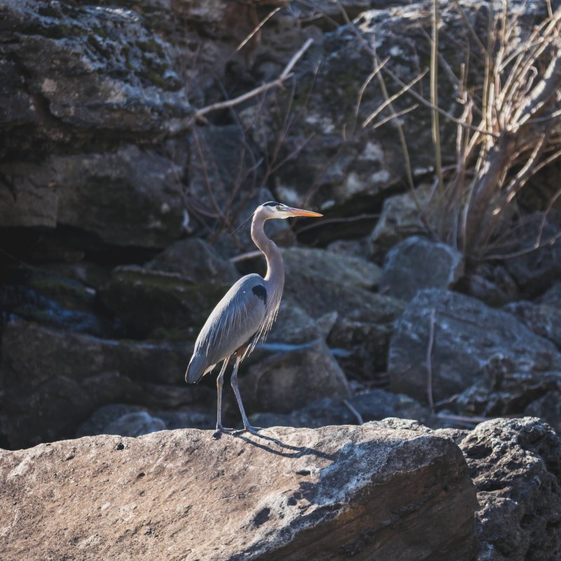 Grey heron standing on a rocky ledge by water.