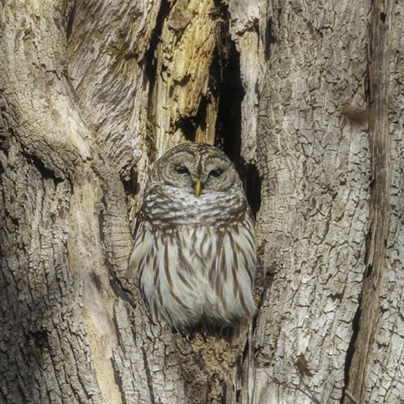 owl