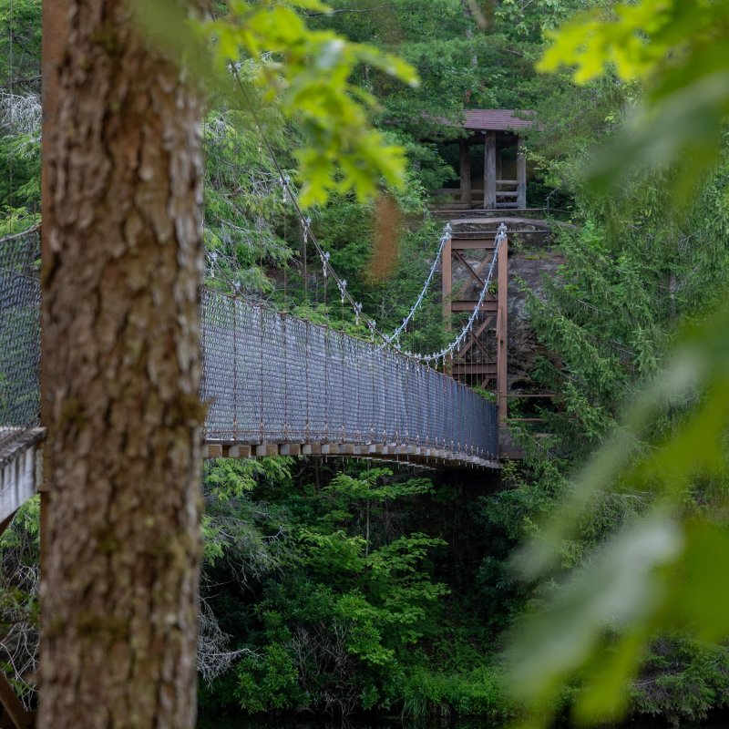 Suspension bridge hidden among lush green trees in a forest.