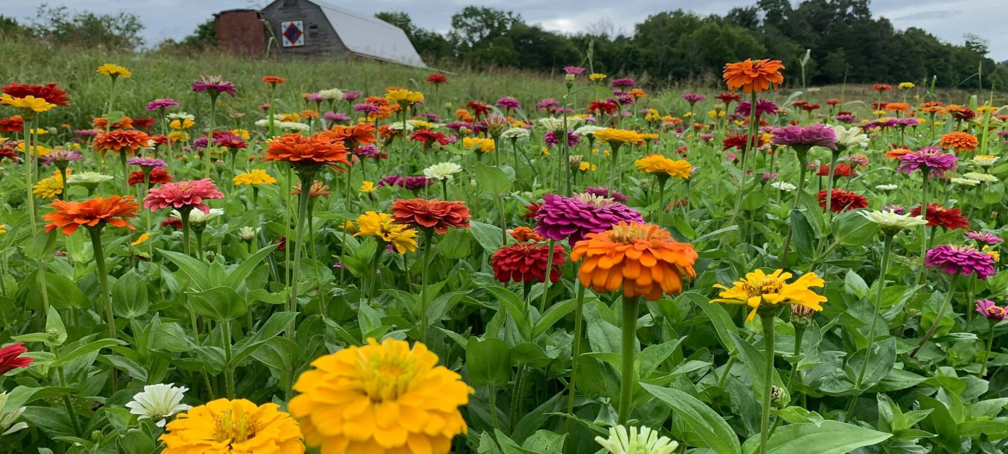 A vibrant field of colorful flowers, predominantly orange and pink, under a cloudy sky. A rustic barn sits in the background, evoking a serene, rural atmosphere.