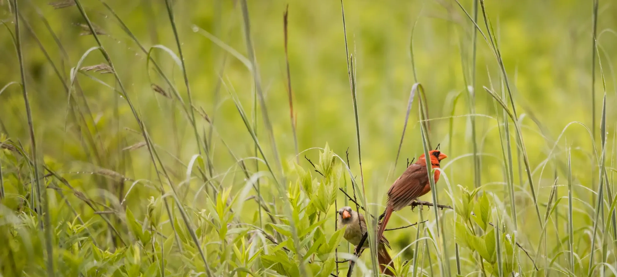A vibrant red cardinal perched on a twig amidst tall green grass in a meadow, conveying a serene and natural atmosphere.