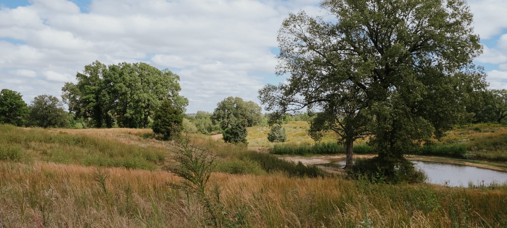 A serene landscape with a grassy meadow and a large tree near a small pond under a partly cloudy sky, conveying a peaceful countryside vibe.