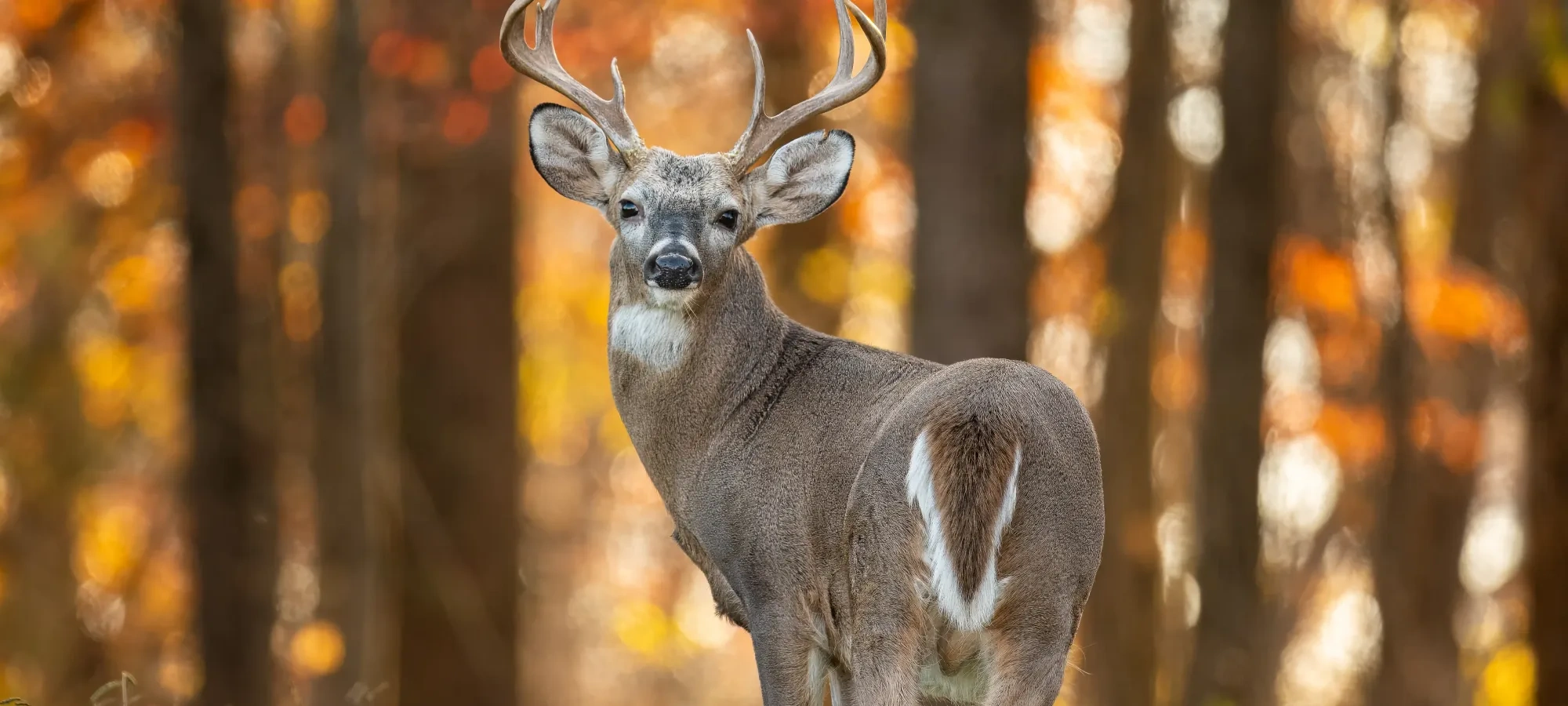 Deer with antlers standing in a forest with autumn leaves.