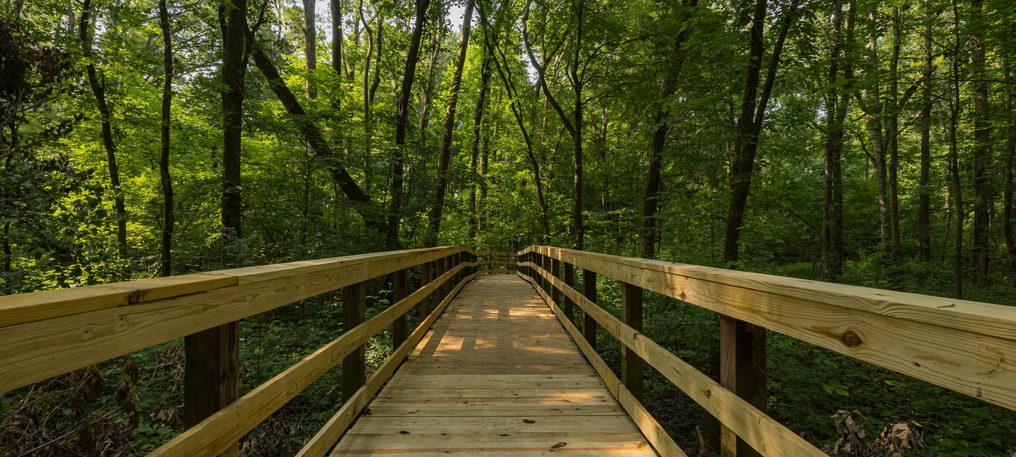 A wooden boardwalk leads through a lush, green forest with tall trees. Sunlight filters through the leaves, creating a serene and inviting atmosphere.
