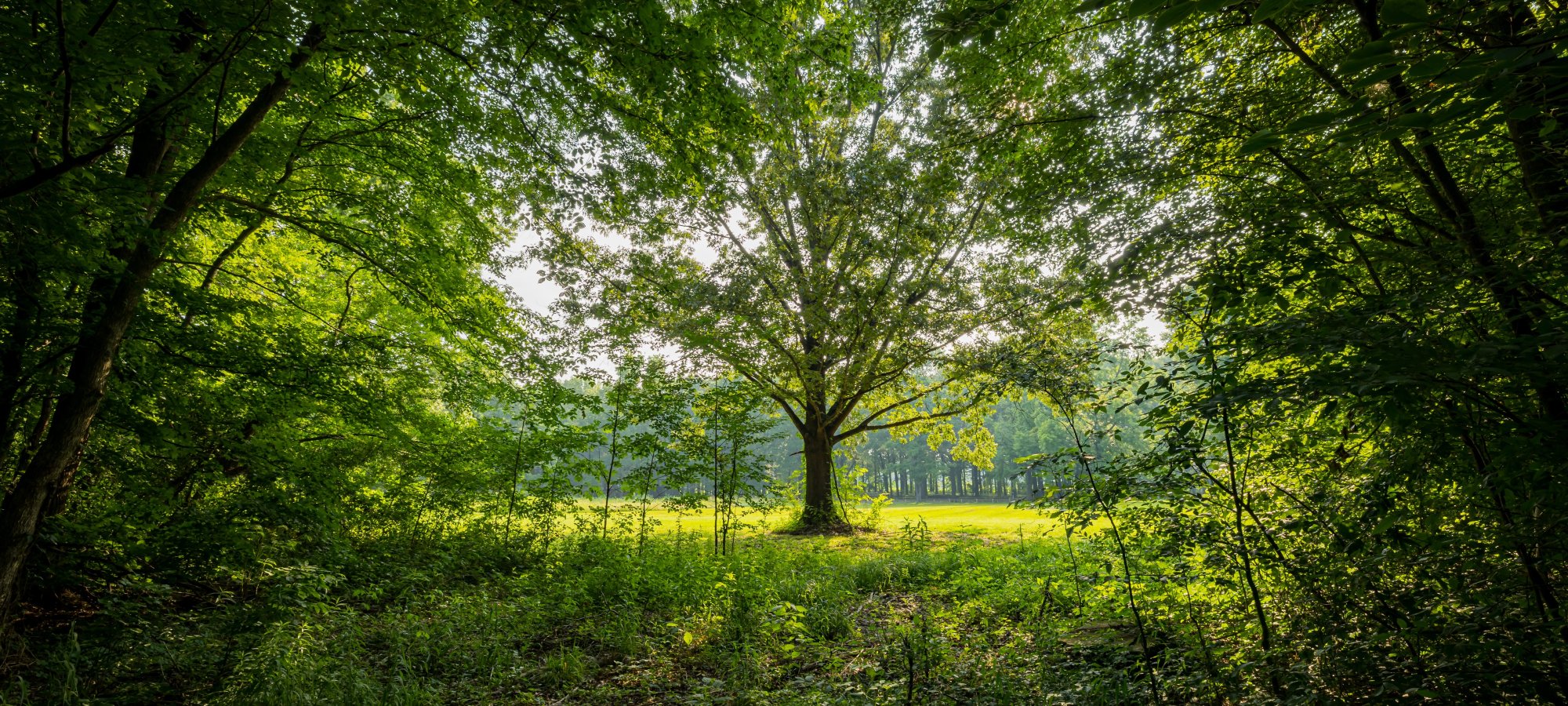 A large tree stands in a sunlit meadow, framed by lush green foliage. Sunlight filters through the leaves, creating a serene, inviting atmosphere.