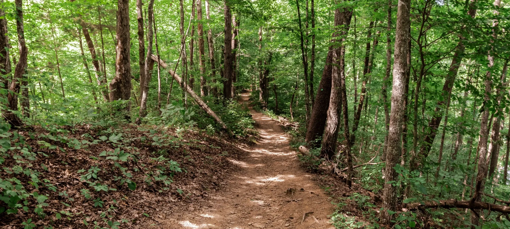 Wooded trail with dappled sunlight, surrounded by lush green trees.