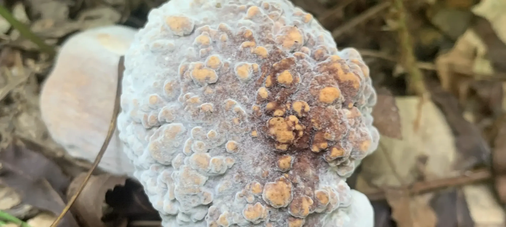 Close-up of a mushroom with bumpy texture and mix of white and orange colors.