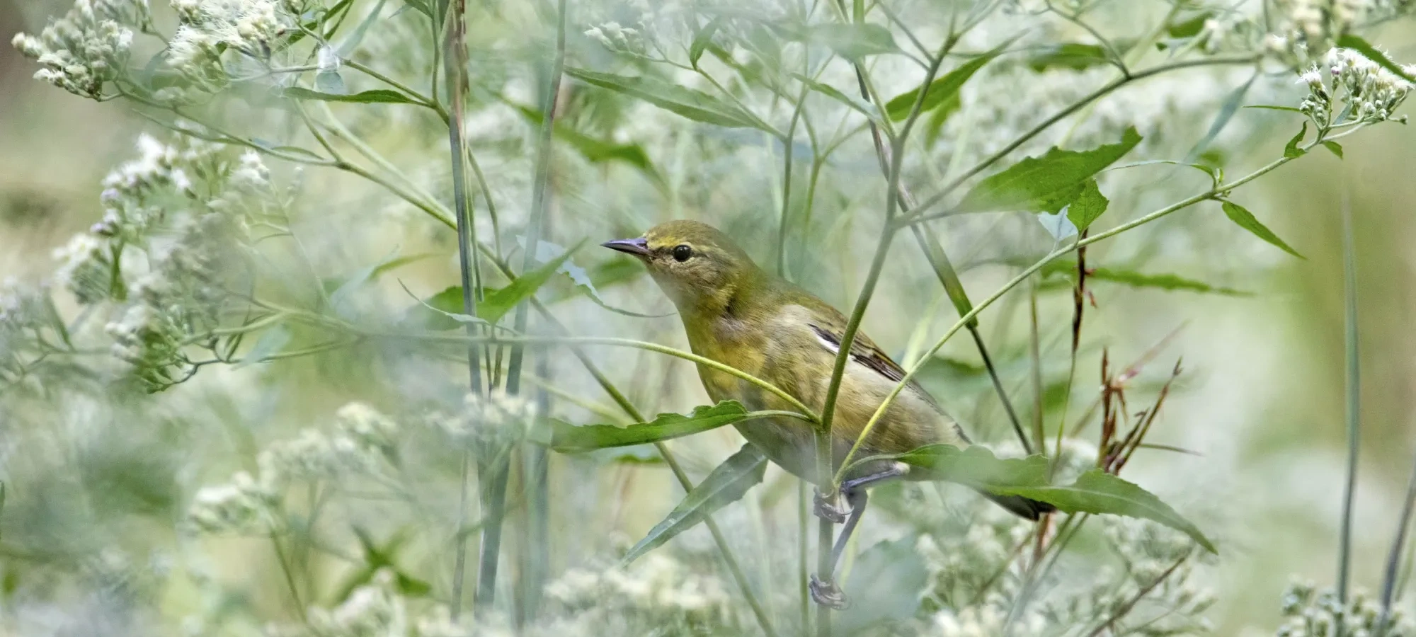 Small bird perched in dense green foliage.