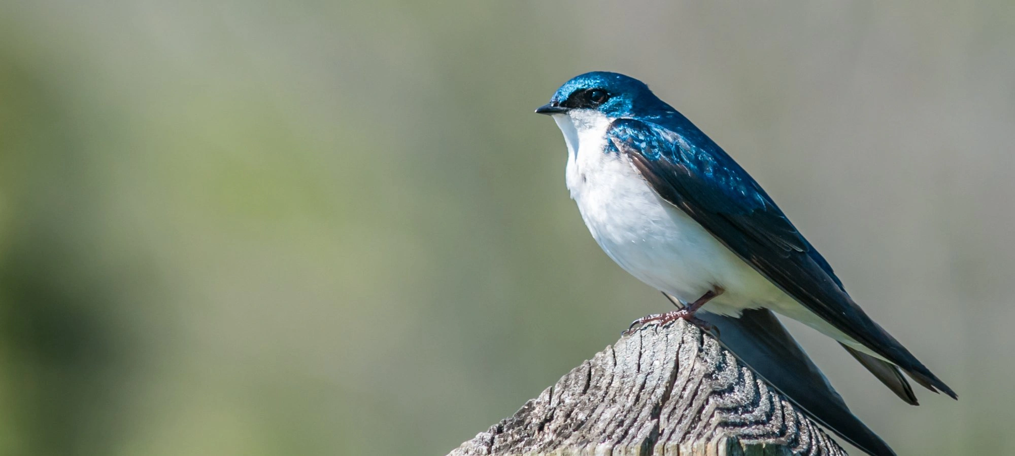 A bright blue bird perched on a branch at Booker T. Washington State Park.