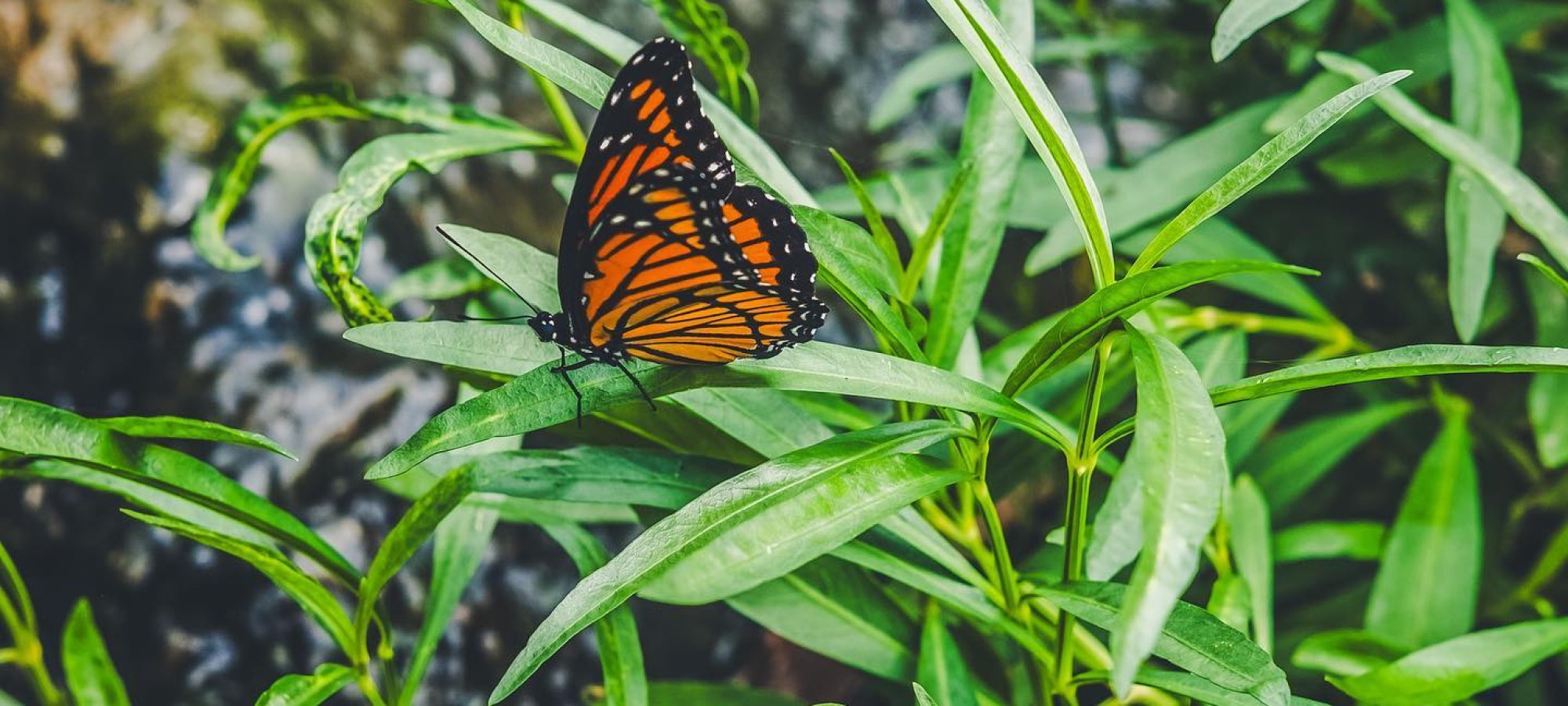 close up shot of a butterfly on a blade of grass