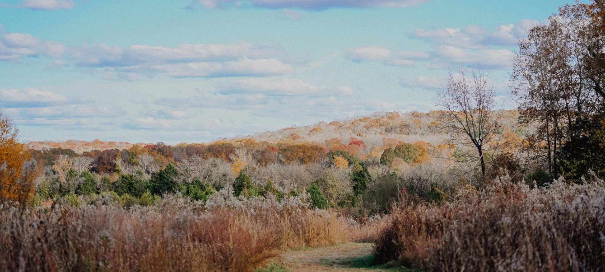 Path through autumn fields under a blue sky with clouds.