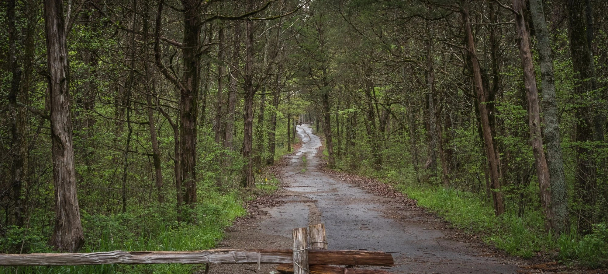 Narrow forest path lined with tall trees and a rustic wooden fence.