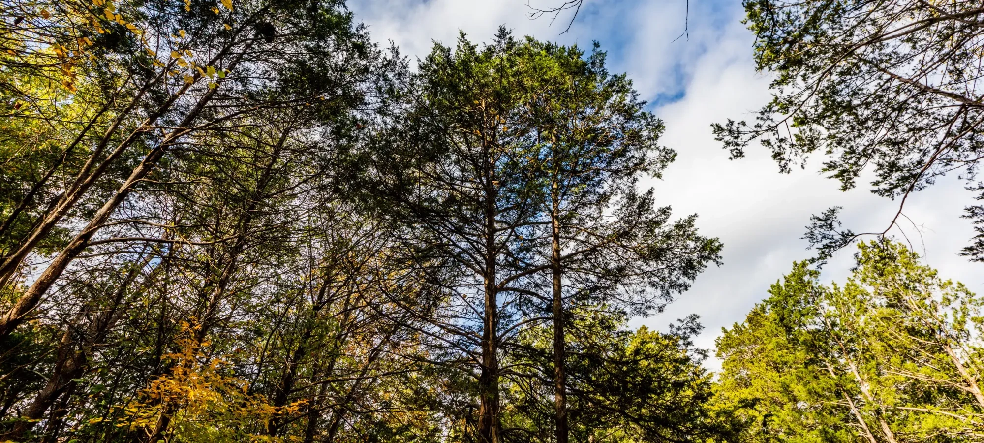 Tall trees in a forest, blue sky with clouds above.