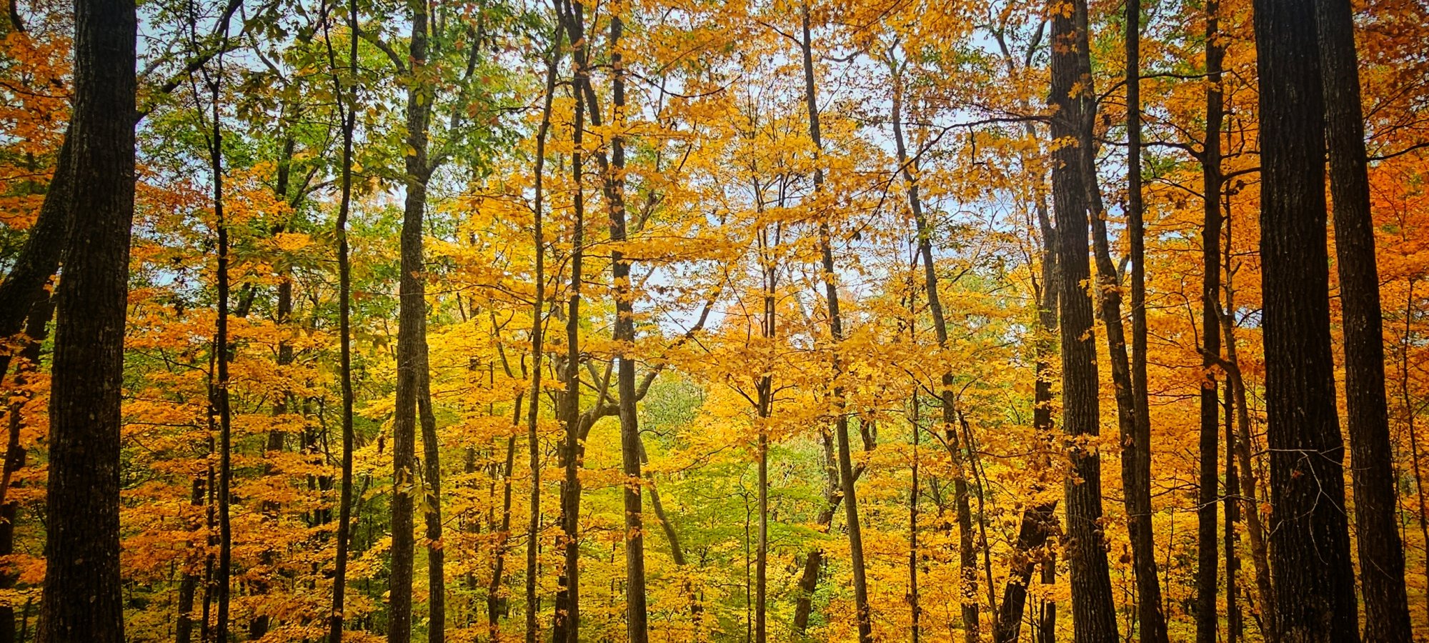 trees in the fall with orange leaves on branches and on the ground
