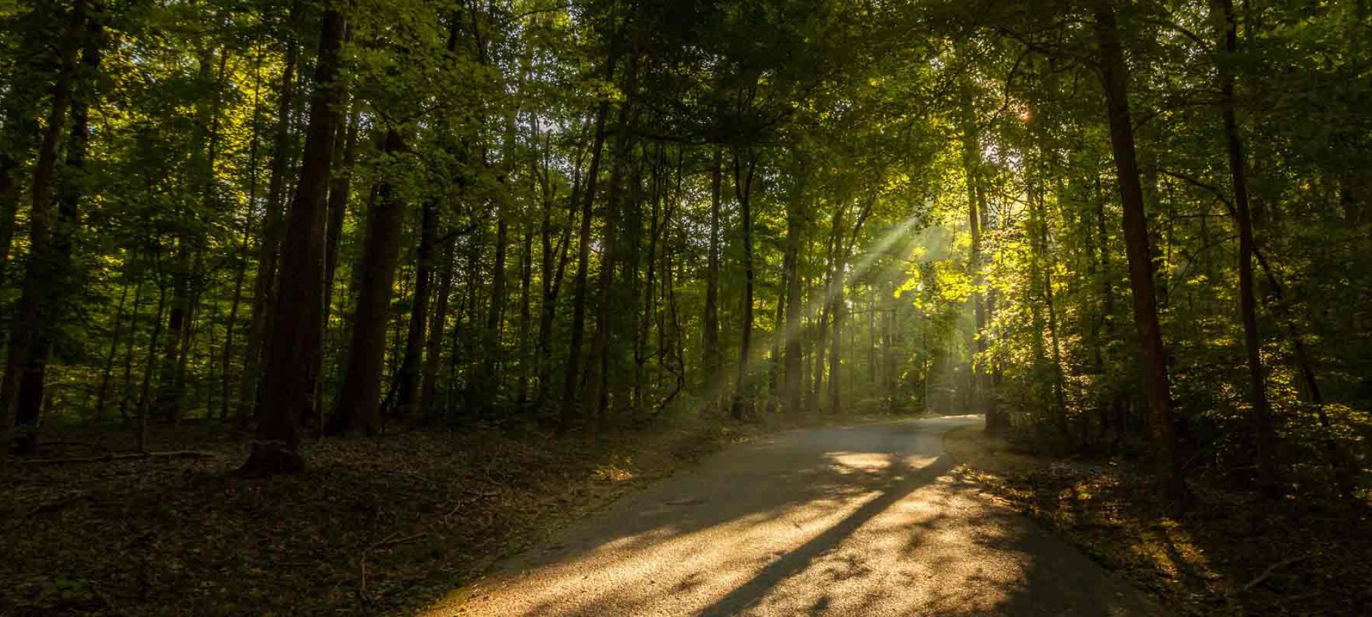 A sunlit forest path with tall green trees on both sides. Sunbeams filter through the foliage, casting warm light and gentle shadows on the road, creating a serene, peaceful atmosphere.
