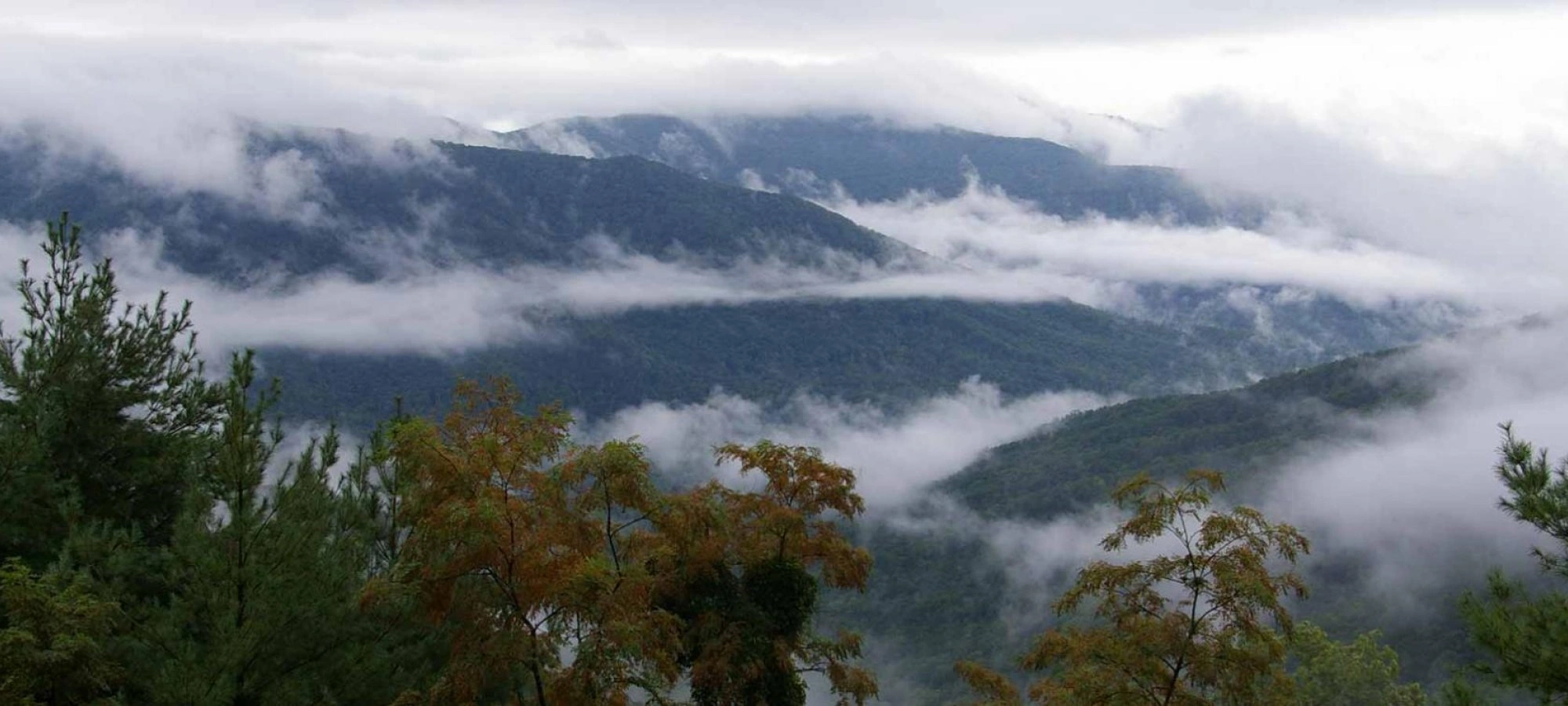 Fog drifts over lush green mountains with scattered trees in the foreground. The scene conveys a serene and tranquil atmosphere.